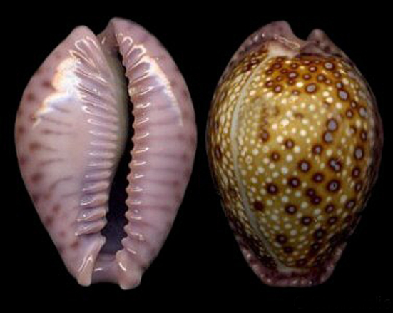  p>紫缘宝螺(学名:erosaria marginalis marginalis)是腹足纲宝螺科的
