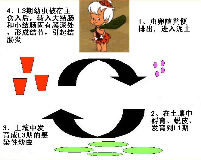 猪食道口线虫病