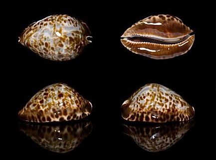  p>佛可宝螺(学名:zoila friendii vercoi )是