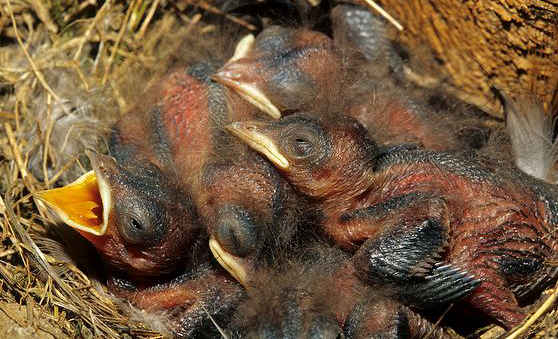  p>家燕美洲亚种(学名:hirundo rustica erythrogaster )为 a href="