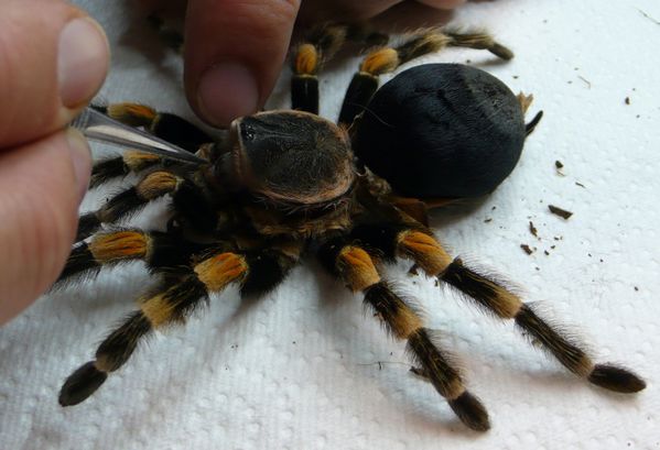 墨西哥红膝鸟蛛