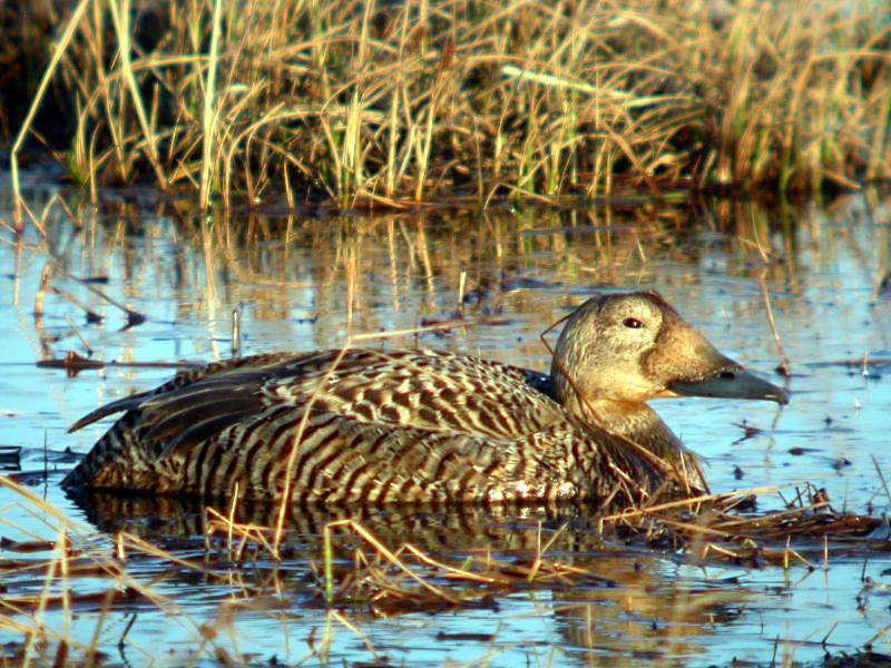  p>白眶绒鸭(学名: i>spectacled eider /i>)是属于鸭科的一种很具