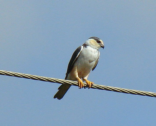 swainsons pearl kite