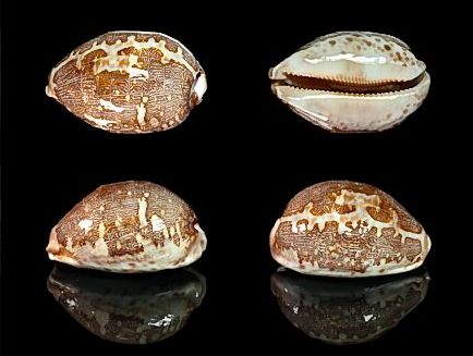  p>地理宝螺(学名:leporicypraea geographica geographica)是腹足纲