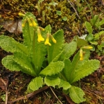  p>小花灯台报春(学名: i>primula efarinosa /i> pax): a target="