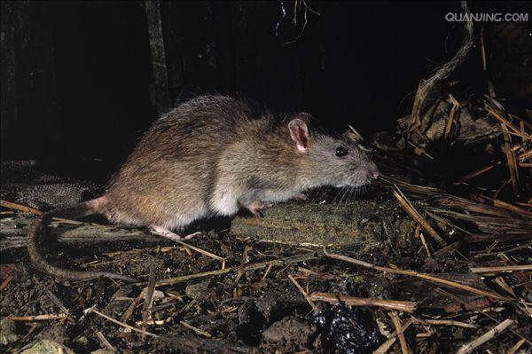 p>褐家鼠(学名 i>: /i> i>rattus norvegicus /i>),也称为褐鼠,大家鼠