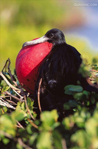  p>军舰鸟(学名:fregata)是 a target="_blank" href="/item/鹈形目">