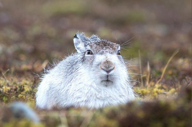 i>lepus timidus /i>),是寒带,亚寒带代表动物之一,是一类个体较大的