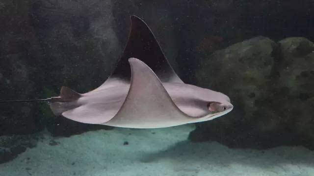  p>牛鼻鲼cow-nosed ray数种刺魟(stingray)的通称.