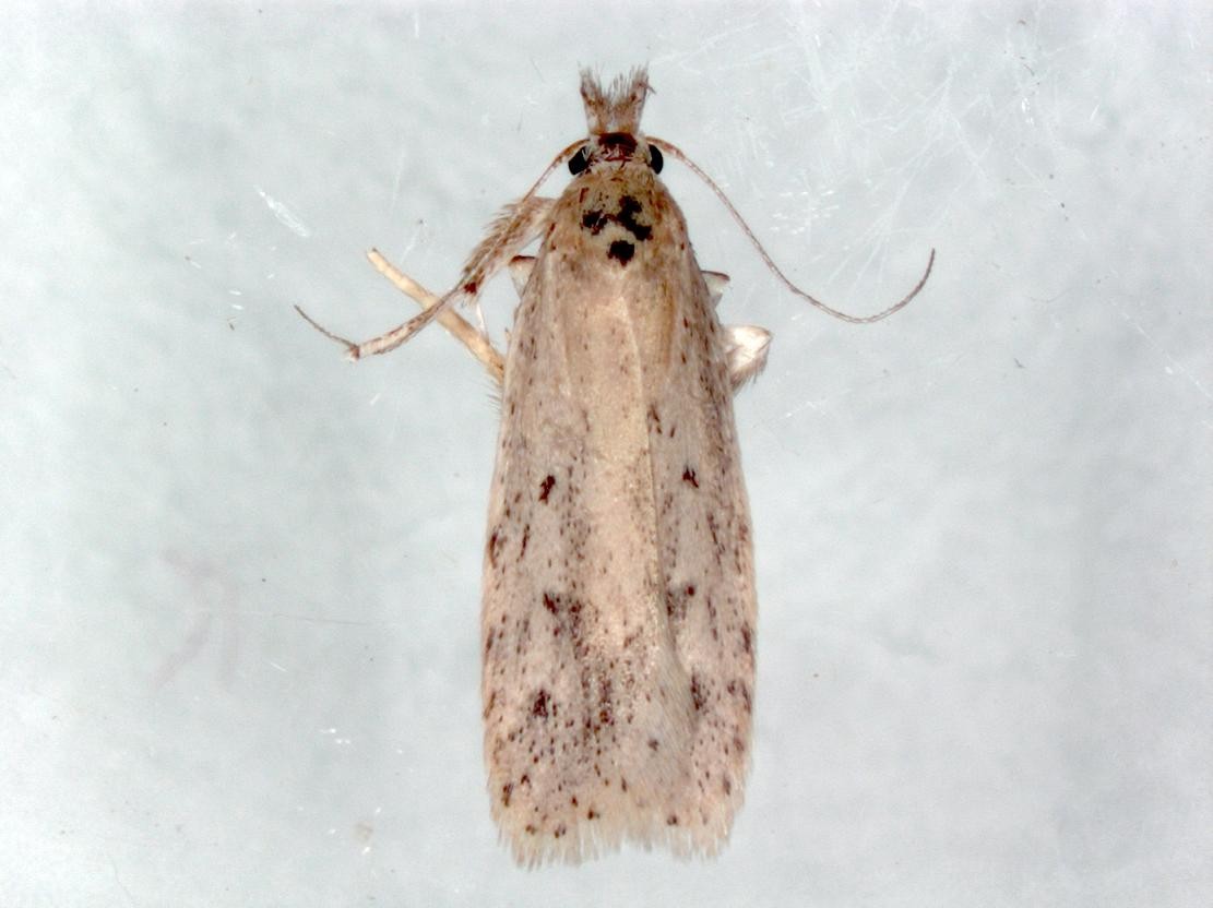  p>椰子织蛾,属 a target="_blank" href="/item/鳞翅目/1534992"