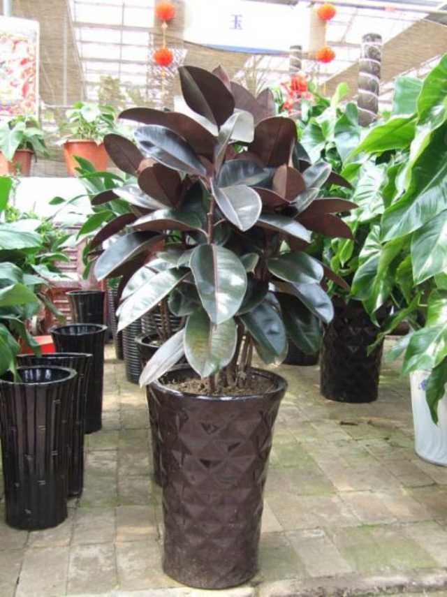  p data-id="gntfweuaxm"> a target="_blank" href="/item/橡皮树">