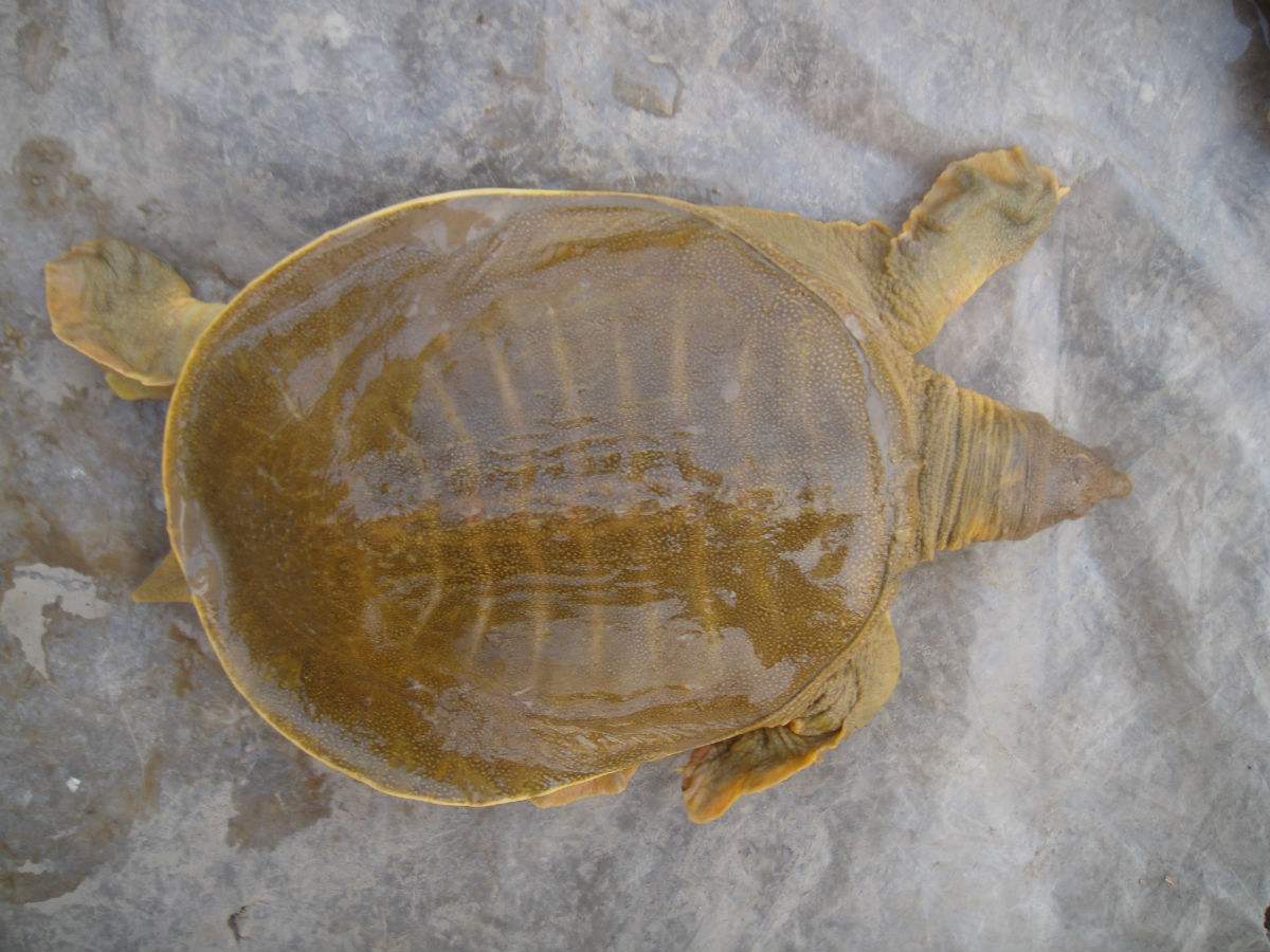 gnbtnneuwi">黄河鳖属中华鳖的黄河群体是中国土生土长的一个甲鱼品种