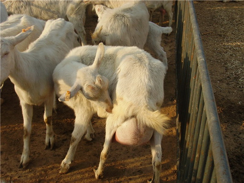 ="go0bnzcs28"> a target="_blank" href="/item/萨能奶山羊/9238575"