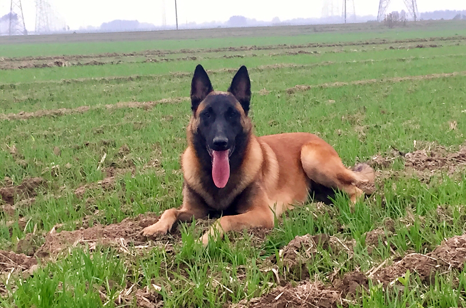  p>中国马犬是 a href="#" data-lemmaid="4764792">昆马犬 /a>的俗名