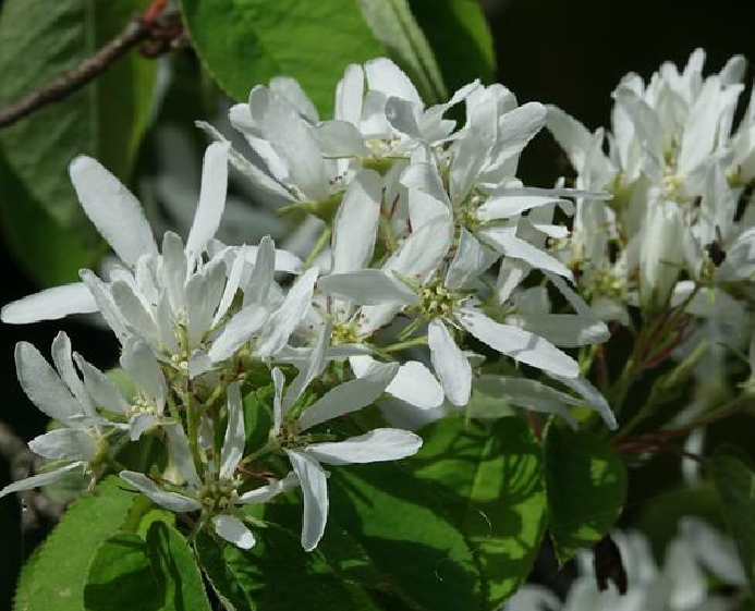 amelanchier asiatica