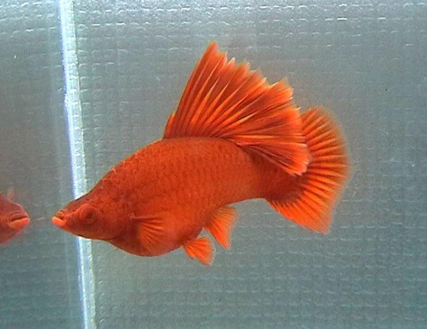  p data-id="gnwtl5p3xy">高鳍红剑尾鱼是在20世纪50年代由美国 a