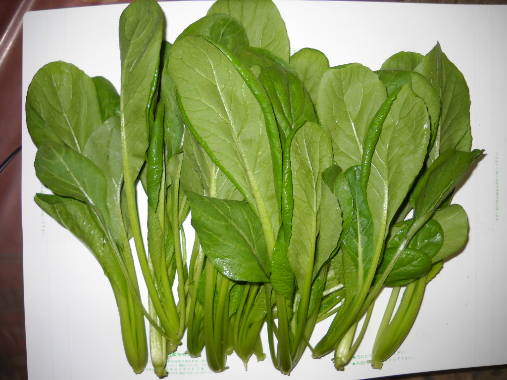 小松菜