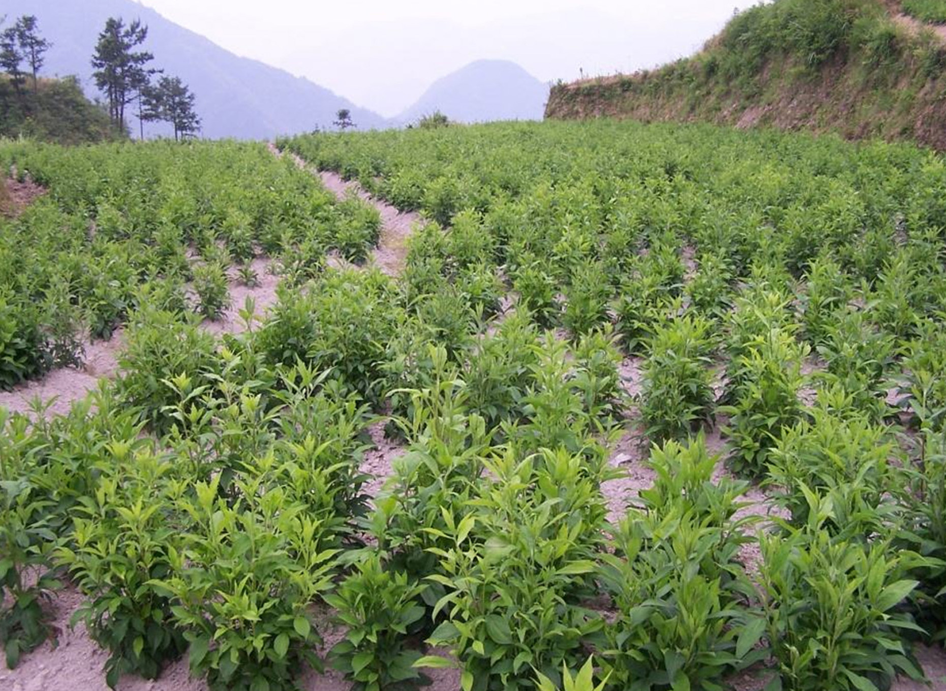 茅苍术