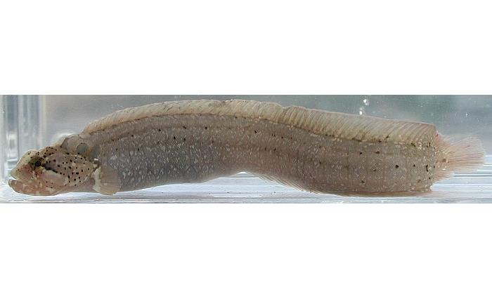  p>网鳚,网鳚属的一类鱼类 /p> p>拉丁学名:dictyosoma /p> p>口中大