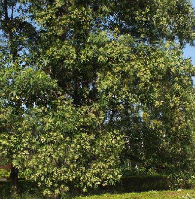  p>糖胶树(学名: i>alstonia scholaris /i> (l.)r. br.