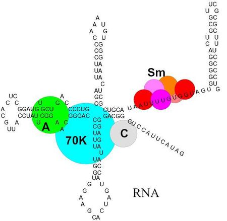 extractable protein nitrogen