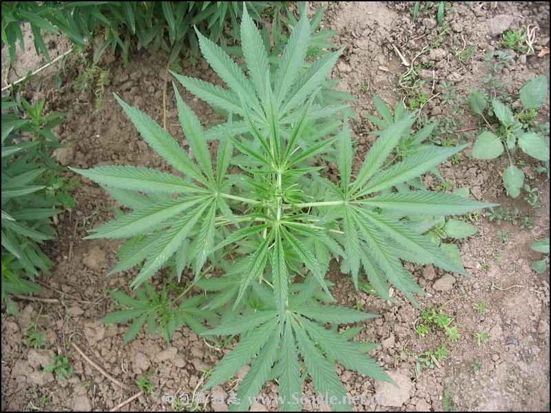 火麻