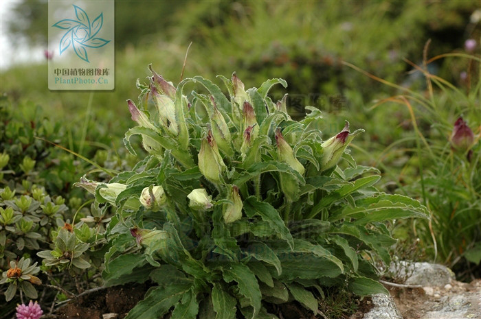  p>紫苞雪莲(学名:saussurea iodostegia hance)为 a href="#" data