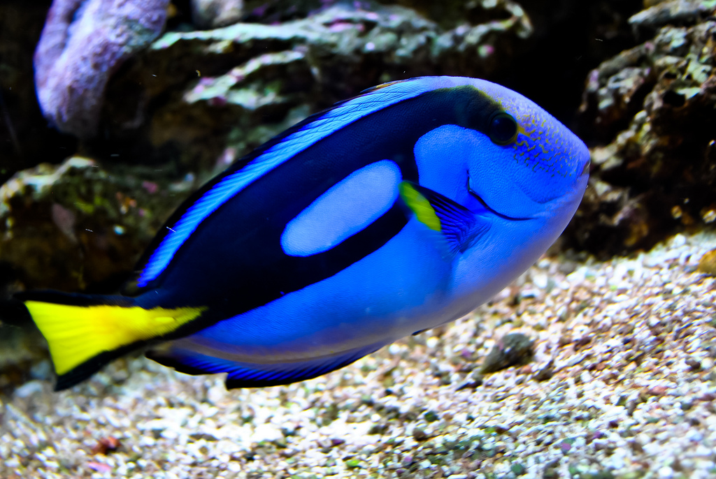  p>黄尾副刺尾鱼(学名: i>paracanthurus hepatus /i>)体侧扁,口小.