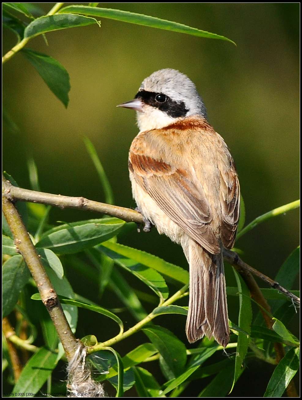  p>攀雀(学名:remiz pendulinus)为攀雀科攀雀属的鸟类,俗名洋红儿.