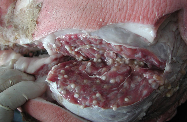  p data-id="gnwh9dotvh">是猪 a target="_blank" href="/item/绦虫"