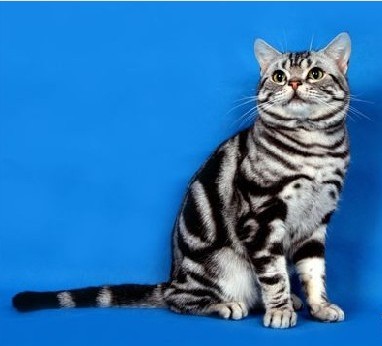  p>美国短毛猫是原产于美国的一种猫,其祖先为欧洲早期移民带到北美的