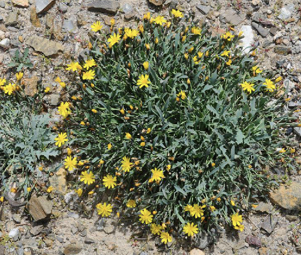 ">菊科 /a> a target="_blank" href="/item/还阳参属/2930648"