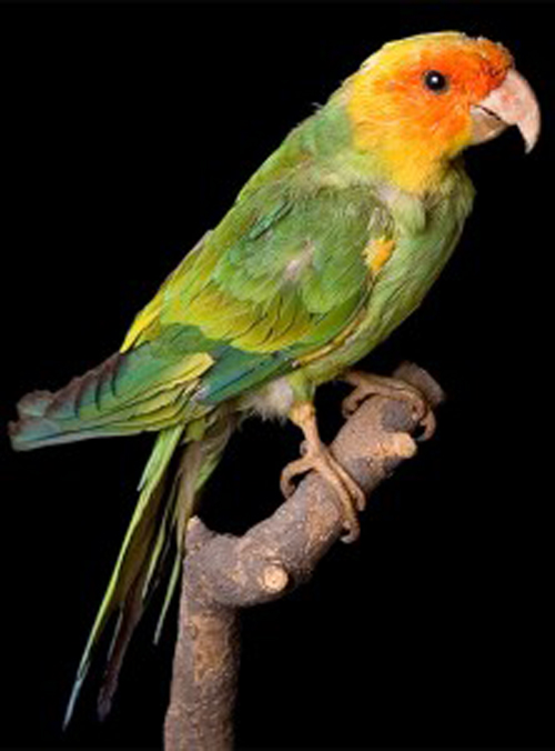  p>卡罗来纳州长尾小鹦鹉(学名: i>conuropsis carolinensis /i>):是