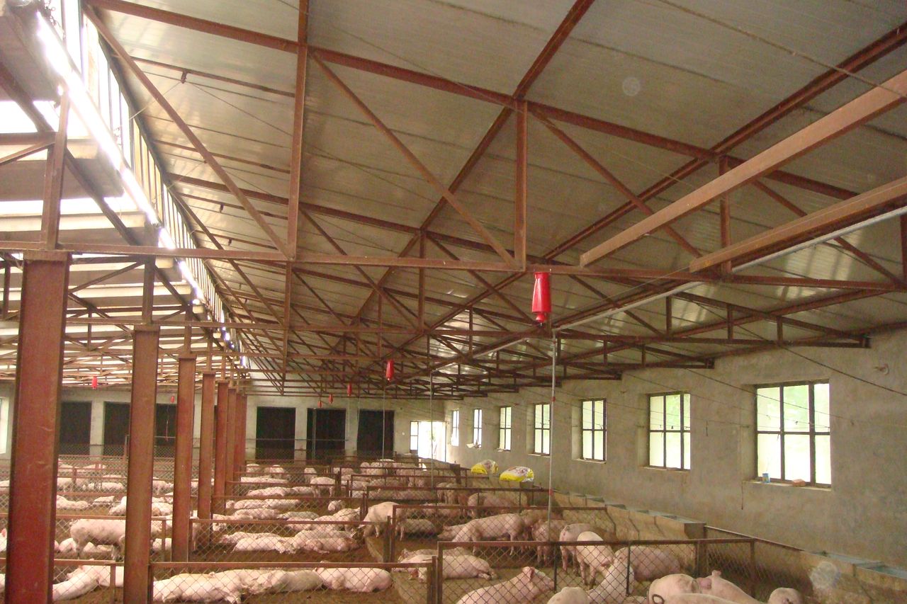 发酵床养猪法菌种