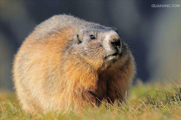  p>喜马拉雅旱獭(学名: i>marmota himalayana /i>)别名哈拉, a href=