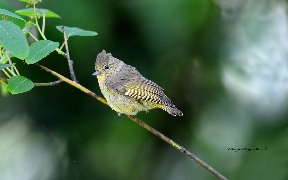  p>黄眉林雀(学名: i>sylviparus modestus /i>)为 a target="_blank"