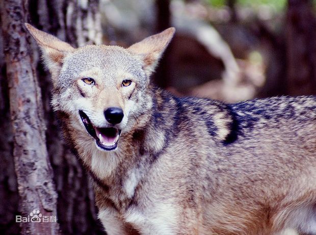  p>红狼(学名: i>canis rufus /i>)是一种生存在 a target="_blank"