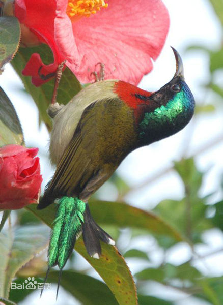  p>叉尾太阳鸟(学名: i>aethopyga latouchii /i>),别称燕尾太阳鸟,是