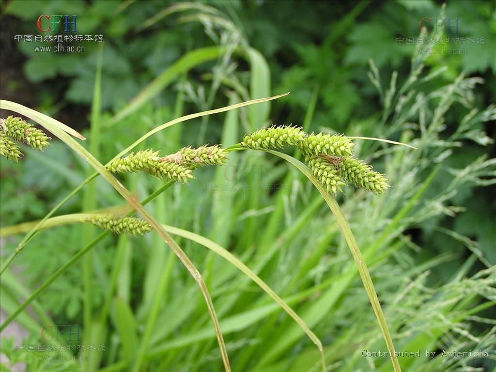 carex dielsiana kukenth.