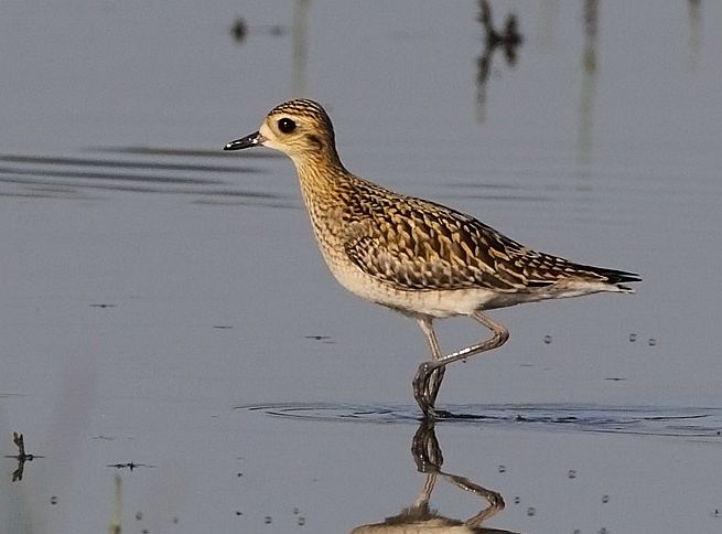  p>金鸻(学名: i>pluvialis fulva /i>):属中型 a target="_blank"