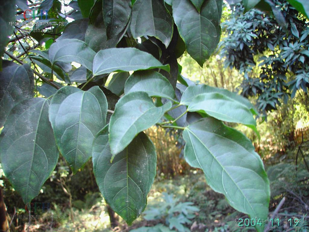  p>蚬木,拉丁学名: i>excentrodendron hsienmu /i>(chun et how) h.