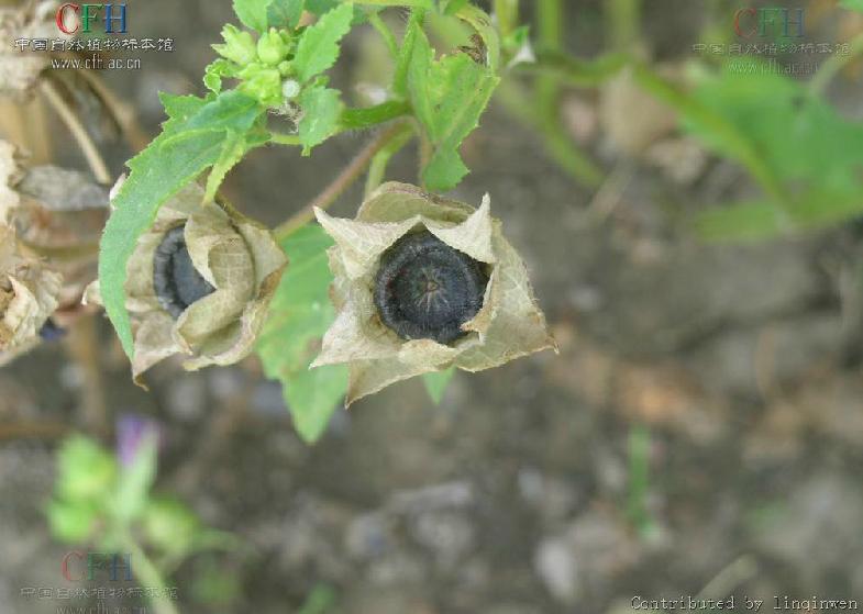  p>花葵属(学名:lavatera linn.