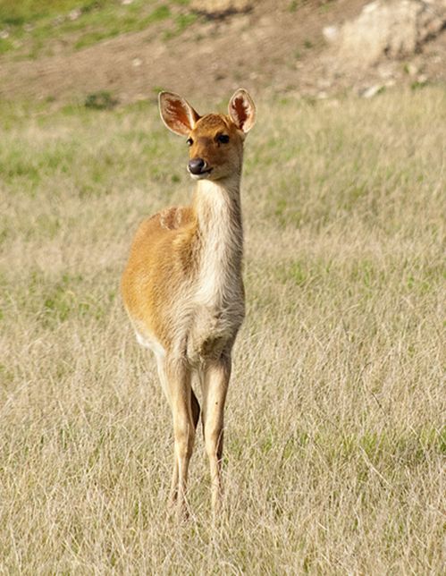  p>泽鹿(学名: i>rucervus duvaucelii /i>)