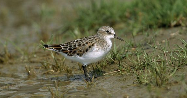  p>鴴形目(charadriiformes)鹬科(scolopacidae)的一属,包括滨鹬(dun