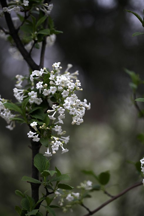  p>香荚蒾(学名: i>viburnum farreri /i> w. t.
