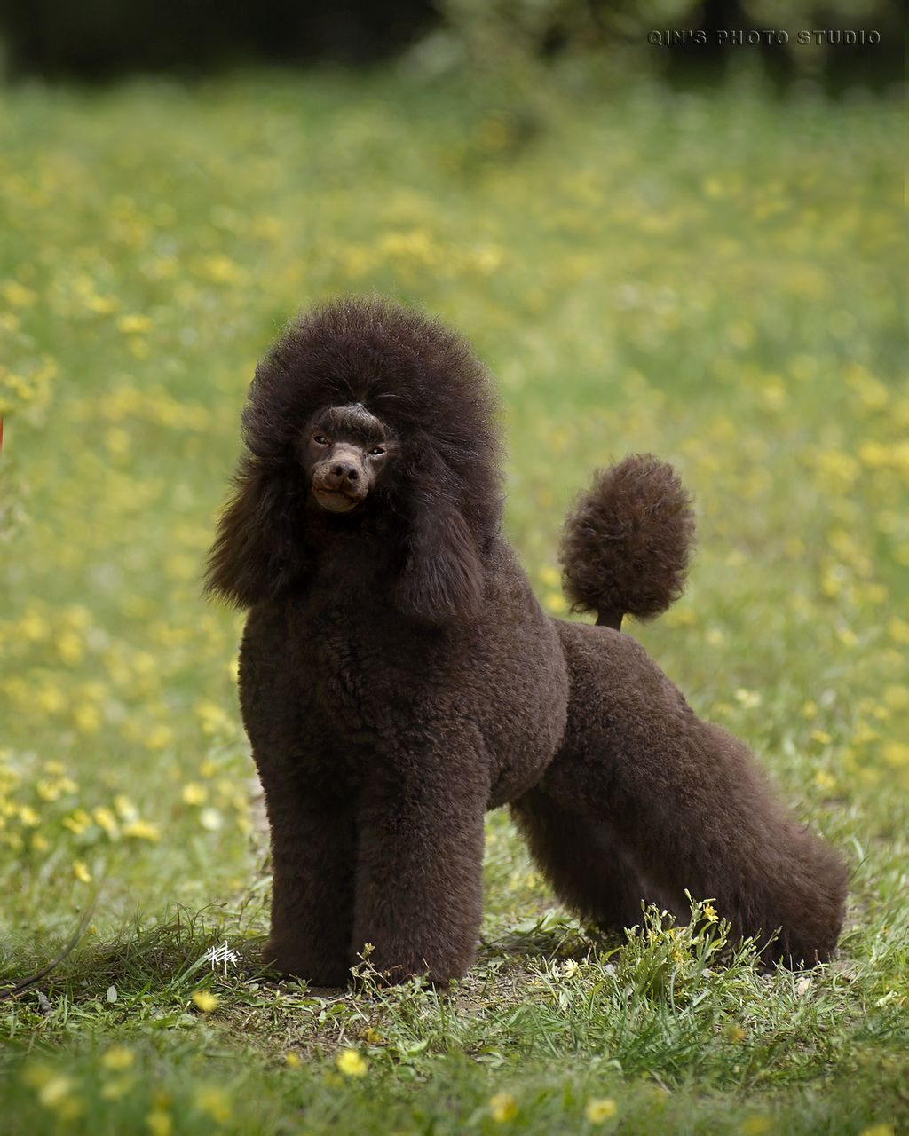  p>贵宾犬(poodle),也称"贵妇犬",又称"卷毛狗",在德语中,pudel是"