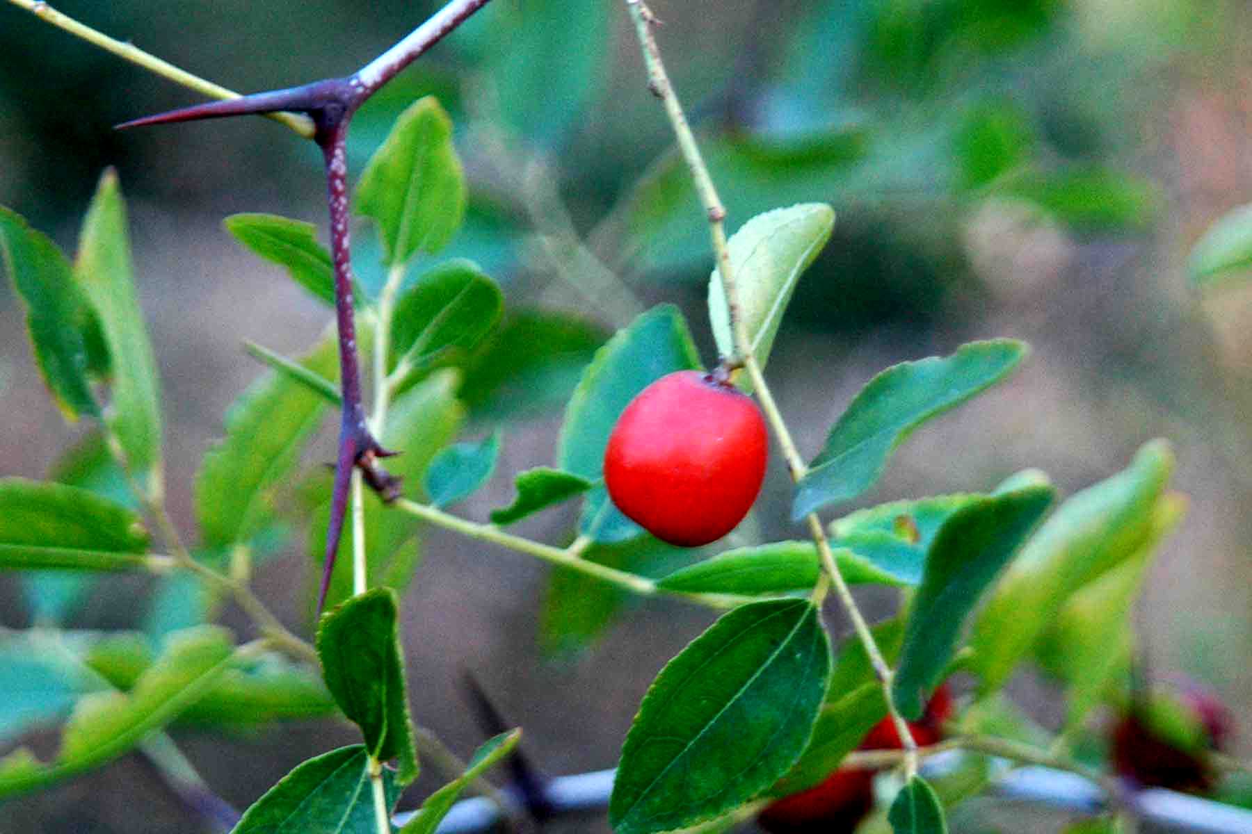 落叶灌木或小乔木,主要产于我国北方地区,野生山坡,旷野或路旁;果实能