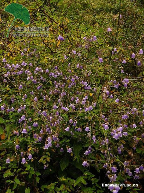  p>多歧沙参〔拉丁学名: i>adenophora wawreana /i> zahlbr.