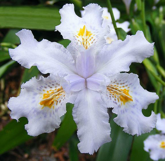  p>扇形鸢尾(学名: i>iris wattii /i>  baker): a href="#">多年生 