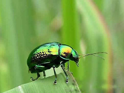 绿翅脊萤叶甲